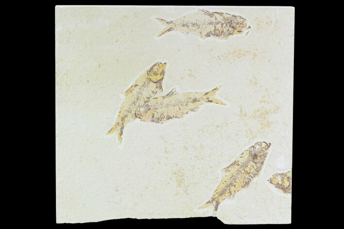 Multiple () Small Knightia Fossil Fish - Wyoming #108676